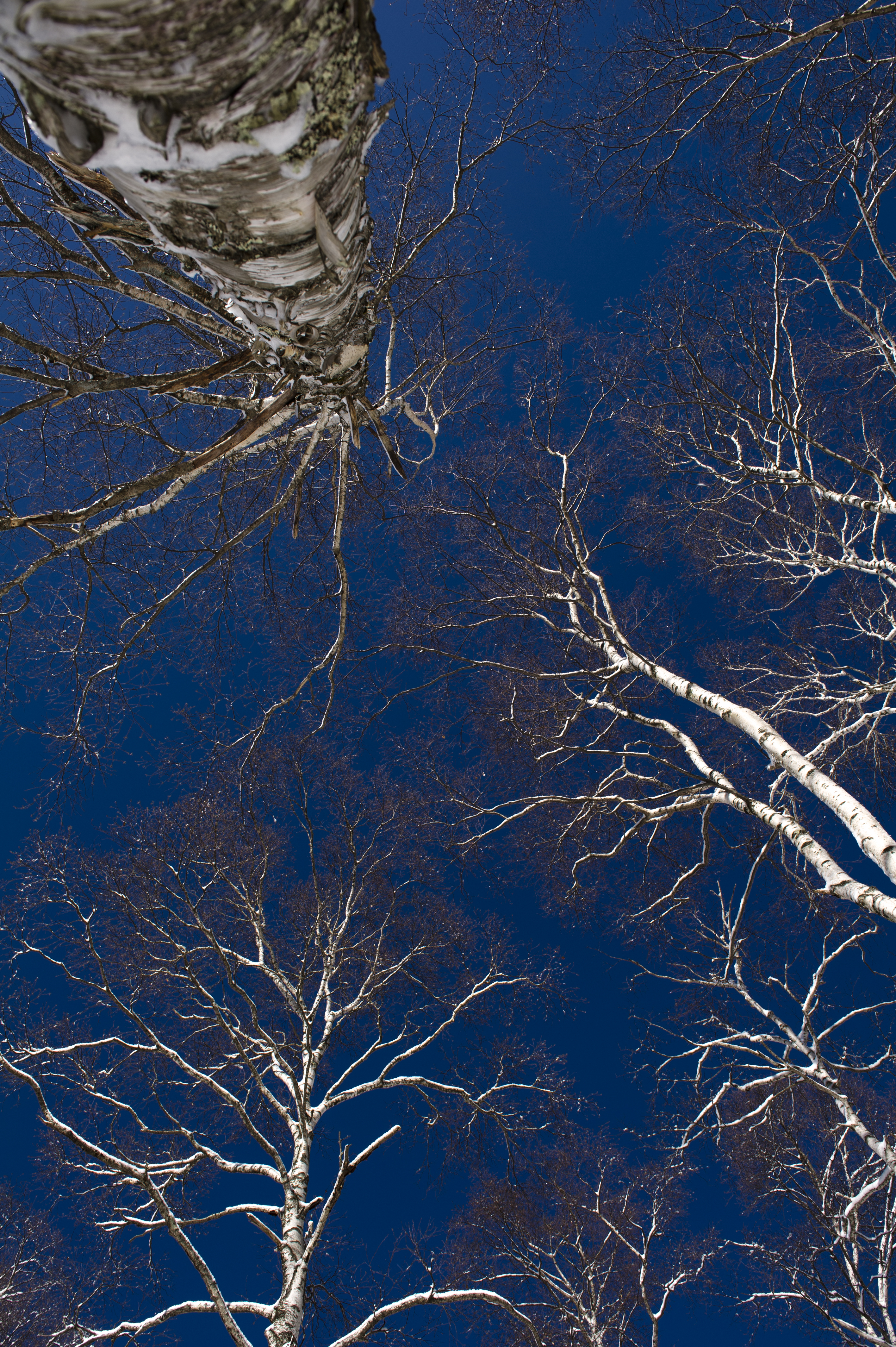 自慢のステーキディナーについて