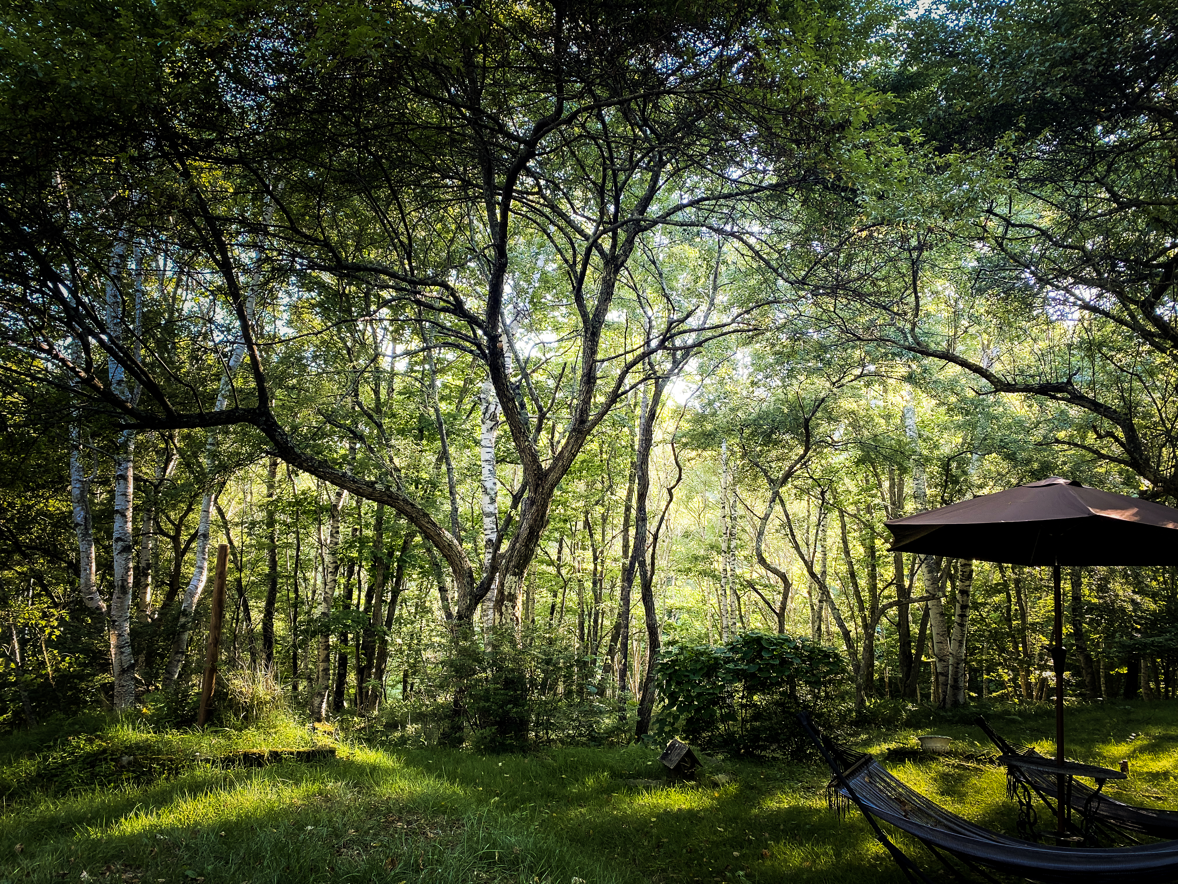 夏の避暑地としての八ヶ岳・蓼科
