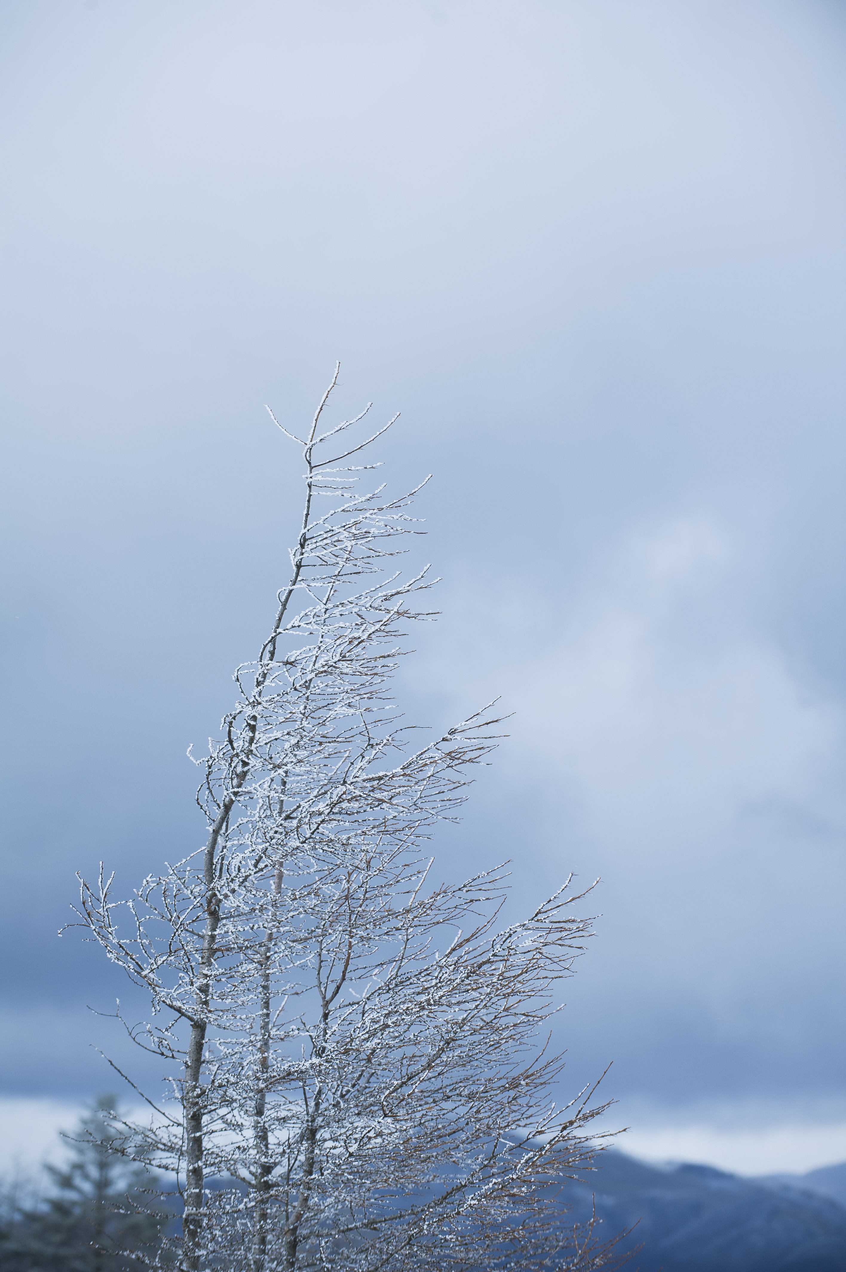 新緑の季節がやってきました