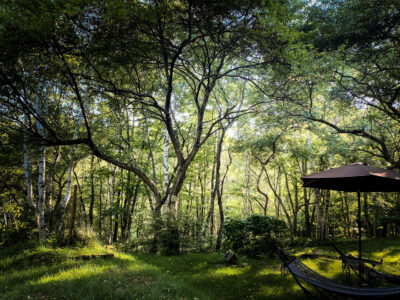 新緑の季節がやってきました